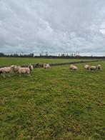 Fokschapen, Dieren en Toebehoren, Schapen, Geiten en Varkens, Mannelijk, Schaap
