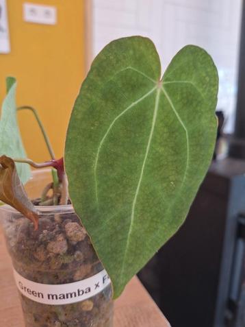 Anthurium Green Mamba x Forgetii Hybride beschikbaar voor biedingen