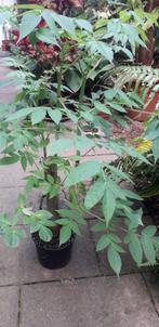 Dahlia imperialis, Boomdahlia, Volle zon, Vaste plant, Herfst, Ophalen