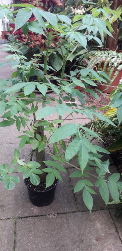 Dahlia imperialis, Boomdahlia, Tuin en Terras, Planten | Tuinplanten, Vaste plant, Overige soorten, Volle zon, Herfst, Ophalen