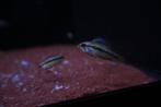 Dwergcichlide Trifasciata, Vis, Zoetwatervis, Schoolvis