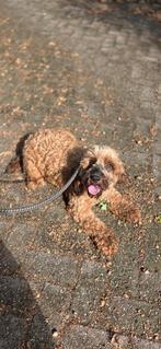 Te koop mooie Cookerpoo teef, Dieren en Toebehoren, Nederland, CDV (hondenziekte), Teef, Eén hond