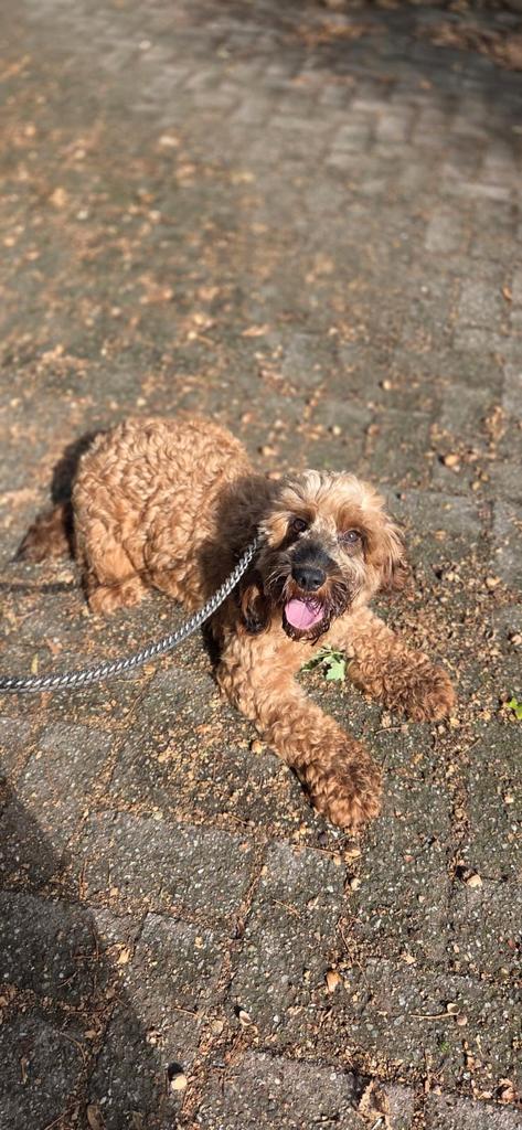 Te koop mooie Cookerpoo teef, Dieren en Toebehoren, Honden | Niet-rashonden, Klein, Teef, Fokker | Professioneel, Eén hond, Nederland