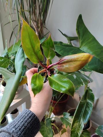 Philodendron Prince of Orange beschikbaar voor biedingen