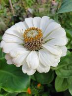 Zinnia soorten 80 cent per zakje, Ophalen of Verzenden, Voorjaar, Volle zon, Zaad