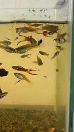 Endler guppen te koop, Dieren en Toebehoren, Vissen | Aquariumvissen, Vis, Zoetwatervis