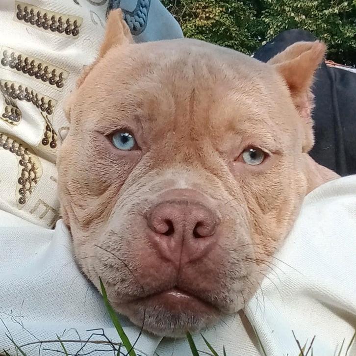 Extreem Pocket American Bully GrCh Escobar,Colorbomb,Chester, Dieren en Toebehoren, Honden | Bulldogs, Pinschers en Molossers