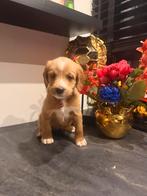 Maltipoo pups, Dieren en Toebehoren, Poedel, Rabiës (hondsdolheid), 8 tot 15 weken, Teef