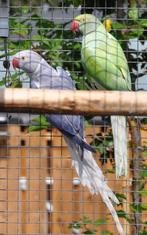 Koppels halsband parkieten, Dieren en Toebehoren, Vogels | Parkieten en Papegaaien, Meerdere dieren, Parkiet, Geringd
