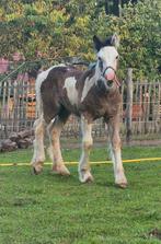 Prachtig, lief, tinker/ irish cob merrie veulen te koop, Dieren en Toebehoren, Paarden, Merrie, 0 tot 2 jaar