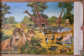 Dieren Poster - Burgers' Safari Arnhem Holland - 66 x 106 cm beschikbaar voor biedingen