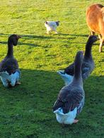 Koppel Toulouse ganzen, Dieren en Toebehoren, Meerdere dieren, Gans of Zwaan