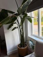 Kamerplant 200cm, Ophalen, Halfschaduw, 200 cm of meer