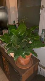 Goupertia musaica (calathea) kamerplant., Huis en Inrichting, Kamerplanten, Minder dan 100 cm, Halfschaduw, Ophalen