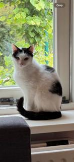 Lieve poes gaat graag naar buiten, Dieren en Toebehoren, Katten en Kittens | Overige Katten, Meerdere dieren