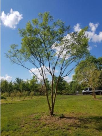sophora japonica (honingboom) beschikbaar voor biedingen