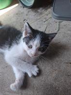 Kittens