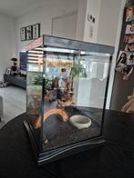 Terrarium voor vogelspin, Dieren en Toebehoren, Ophalen