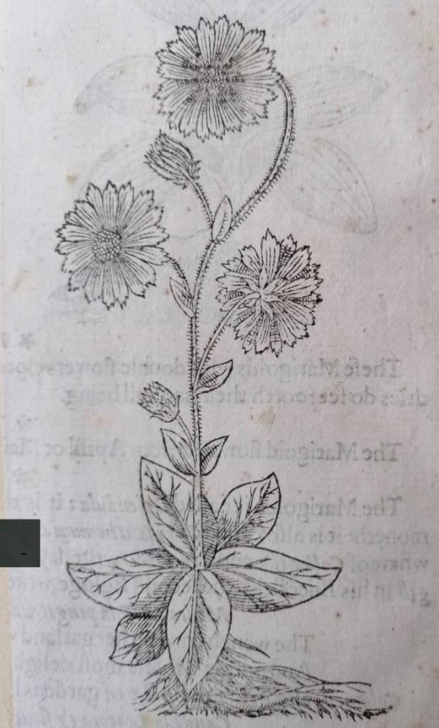 Houtsnede uit The Herball van John Gerard - 1633 Goudsbloem, Antiek en Kunst, Kunst | Etsen en Gravures, Ophalen of Verzenden