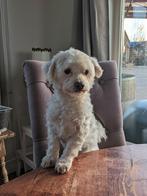 Maltezer Dekreu (geeft prachtige nakomelingen!) niet te koop, 1 tot 2 jaar, Eén hond, Nederland, Particulier