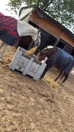 Plekje vrij voor 24/7 met schuilmogelijkheden, Dieren en Toebehoren, Stalling en Weidegang