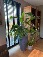 Grote Strelitzia Nicolai - Paradijsvogelplant, Tuin en Terras, Volle zon, Vaste plant, Bloeit niet, Ophalen