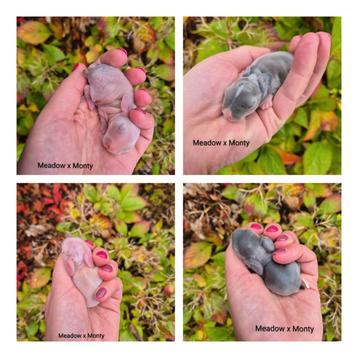 Prachtige Tamme Raszuivere Minilop Hangoor konijntjes beschikbaar voor biedingen