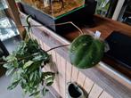 Hoya loyceandrewsiana, Huis en Inrichting, Kamerplanten, Overige soorten, Minder dan 100 cm, Ophalen of Verzenden, Halfschaduw