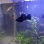 black molly's, Dieren en Toebehoren, Vis, Zoetwatervis