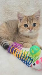 Britse korthaar poes met stamboom!, Dieren en Toebehoren, Poes, Gechipt