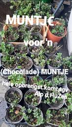 chocolademunt stekken, Halfschaduw, Kruiden, Zomer, Vaste plant