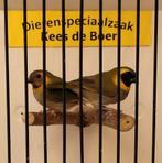 Koppeltje cubavinken, Dieren en Toebehoren, Meerdere dieren