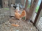 Jonge geelwit gezoomde sebrights, Dieren en Toebehoren, Pluimvee, Vrouwelijk, Kip