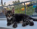 Ragdoll/maincoon kittens, Dieren en Toebehoren, Katten en Kittens | Overige Katten, Poes
