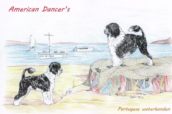 Portugese waterhond, Dieren en Toebehoren, Honden | Retrievers, Spaniëls en Waterhonden, Meerdere dieren, Overige rassen, Fokker | Hobbymatig