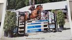 Verzorgpony / lease paard aangeboden, Dieren en Toebehoren, Stalling en Weidegang