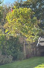 Catalpa (Trompetboom) in Hengelo, Tuin en Terras, Planten | Bomen, Overige soorten, 250 tot 400 cm, Zomer, Ophalen