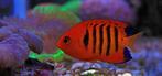 Centropyge loricula dwergkeizer, Dieren en Toebehoren, Vis