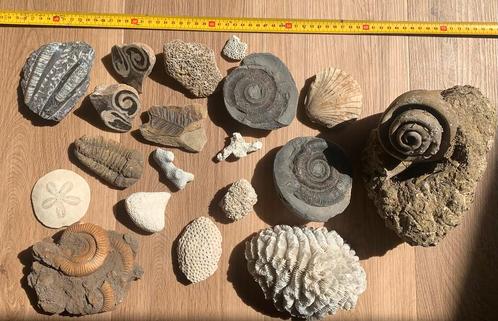 Prachtige fossielenverzameling, Verzamelen, Mineralen en Fossielen, Fossiel, Ophalen