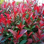 Photinia Carré Rouge glansmispel potgekweekt, Ophalen of Verzenden, Overige soorten, Haag, Minder dan 100 cm