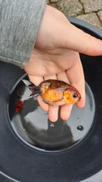 Ranchu goudvis, Dieren en Toebehoren, Vissen | Vijvervissen, Goudvis(sen)