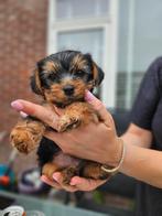Yorkshire Terriër, Dieren en Toebehoren, Yorkshire Terriër, Rabiës (hondsdolheid), 8 tot 15 weken, Meerdere