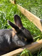 Rasechte dwergkonijntjes, Dieren en Toebehoren, Konijnen, Meerdere dieren, Dwerg, 0 tot 2 jaar