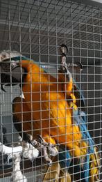 Ara, Dieren en Toebehoren, Vogels | Parkieten en Papegaaien, Mannelijk, Papegaai, Tam