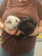 Lieve cavia beertjes, Juni, Mannelijk, Cavia
