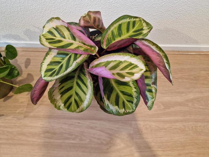 Calathea 35-40 cm, Huis en Inrichting, Kamerplanten, Minder dan 100 cm, Halfschaduw, Ophalen