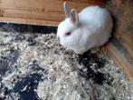 Dwergkonijn, Dieren en Toebehoren, Mannelijk, Dwerg, 0 tot 2 jaar