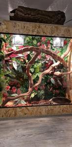 Koningspython incl. verblijf, Ophalen, Zo goed als nieuw