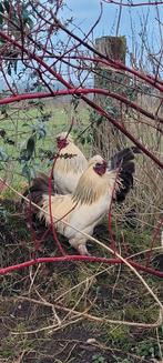 Krielhaan haan, Dieren en Toebehoren, Mannelijk, Kip