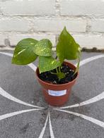 Scindapsus aureum (1), Ophalen of Verzenden, Overige soorten, Minder dan 100 cm